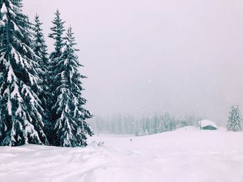 Pine trees on snow covered field against sky