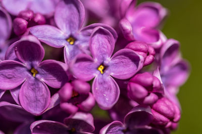 Close-up of pink flowering plant