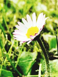 Close-up of flower blooming outdoors