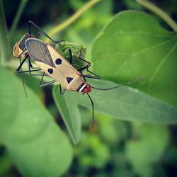 insect