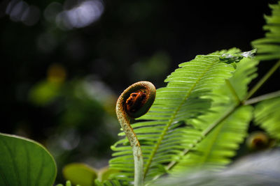 Close-up of fern on tree