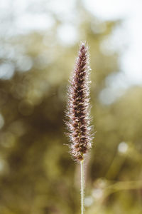 Close-up of flowering plant against blurred background