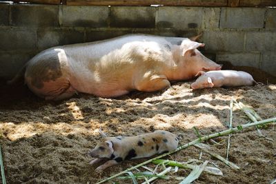 View of sheep sleeping in pen