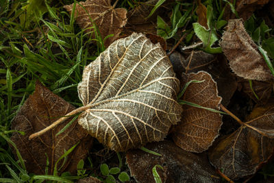 High angle view of dry leaves on land