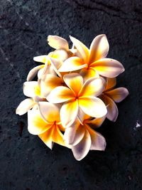 High angle view of frangipani blooming outdoors