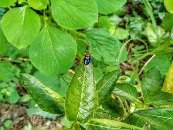 High angle view of insect on leaf