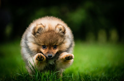 Portrait of dog lying on grass