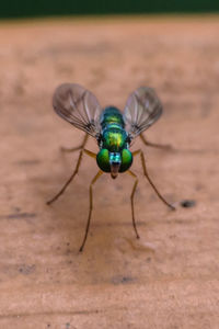 Close-up of insect