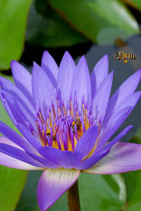 Close-up of purple flower blooming outdoors