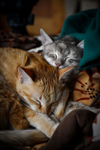 Close-up of cat sleeping