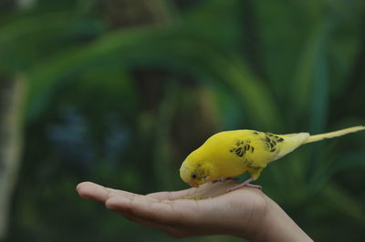 Cropped image of person feeding yellow budgerigar