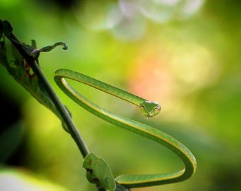 Close-up of wet plant