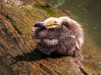 A fluffy ducking sitting on a floating log