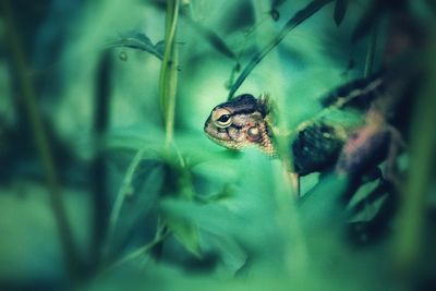 Close-up of frog on plant