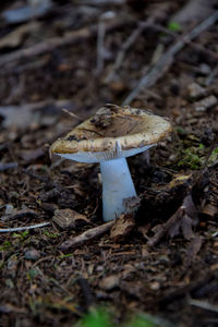 Close-up of mushroom on field