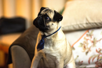 Portrait of a dog looking away