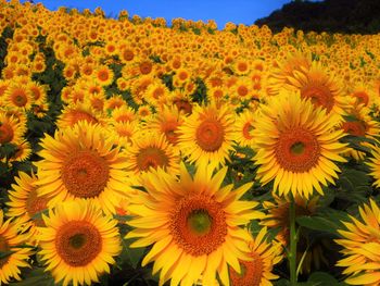 Close-up of yellow flowering plants