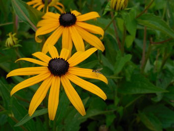 Close-up of yellow daisy flower