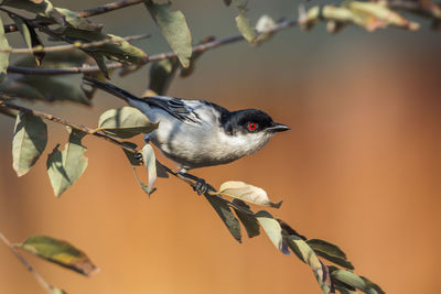 Close-up of bird perching on branch