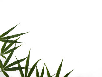 Close-up of fresh plant against clear sky