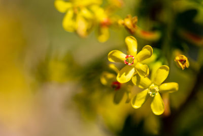 Close-up of yellow flowering plant