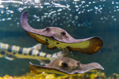 Close-up of fish swimming in sea