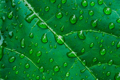 Full frame shot of raindrops on leaves