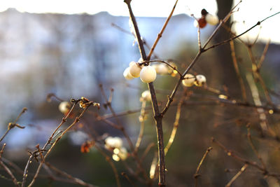 Close-up of fresh plant against sky