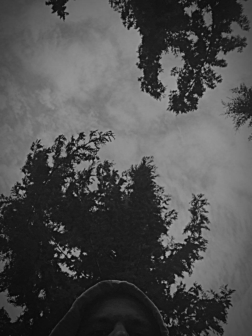 tree, sky, cloud - sky, silhouette, low angle view, growth, tranquility, branch, nature, personal perspective, part of, cloud, beauty in nature, unrecognizable person, tranquil scene, outdoors, leaf