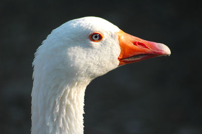 Side view of white goose