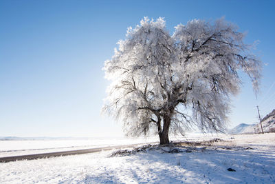 Trees on snow covered landscape