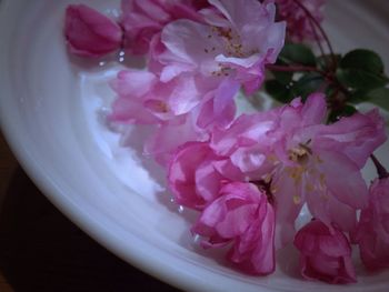 Close-up of pink flowers in bowl