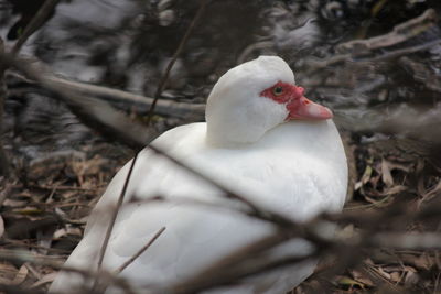 Close up of white flower