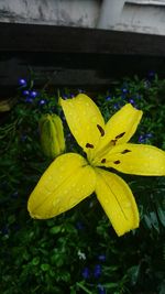 Close-up of wet yellow flower