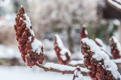 Close-up of frost on snow covered landscape