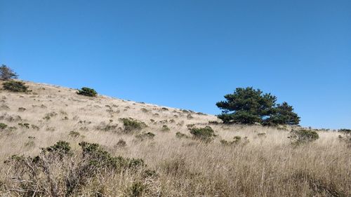 Trees on field against clear blue sky