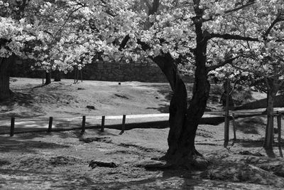 Trees in park