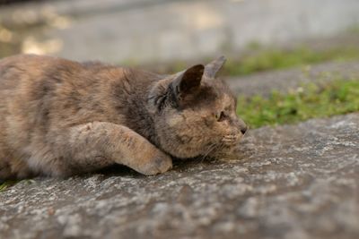 Close-up of cat on rock