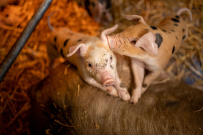 Piglets with mother in a barn