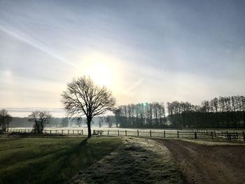 Bare trees on field against sky