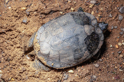 High angle view of shell on land