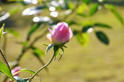 Close-up of pink flower blooming outdoors