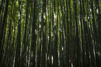 Low angle view of bamboo trees in forest