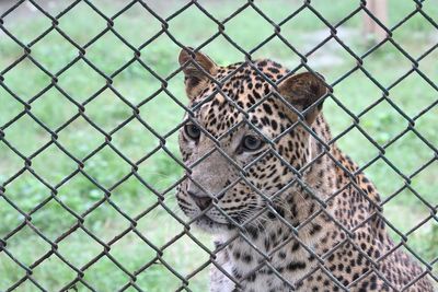 Close-up of cat seen through chainlink fence at zoo