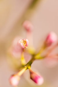 Close-up of pink flower blooming outdoors