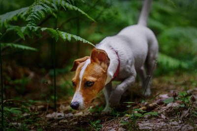 Tsunami the jack russell terrier dog explores the undergrowth in the woods between ferns