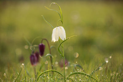 Close-up of white flowering plant on field