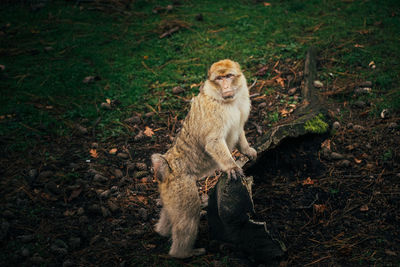 Monkey sitting on field