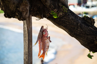 Fish hanging