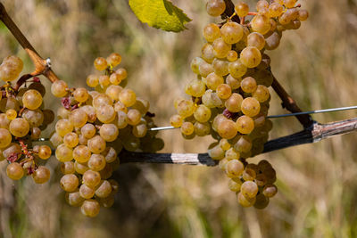 Close-up of grapes growing in vineyard